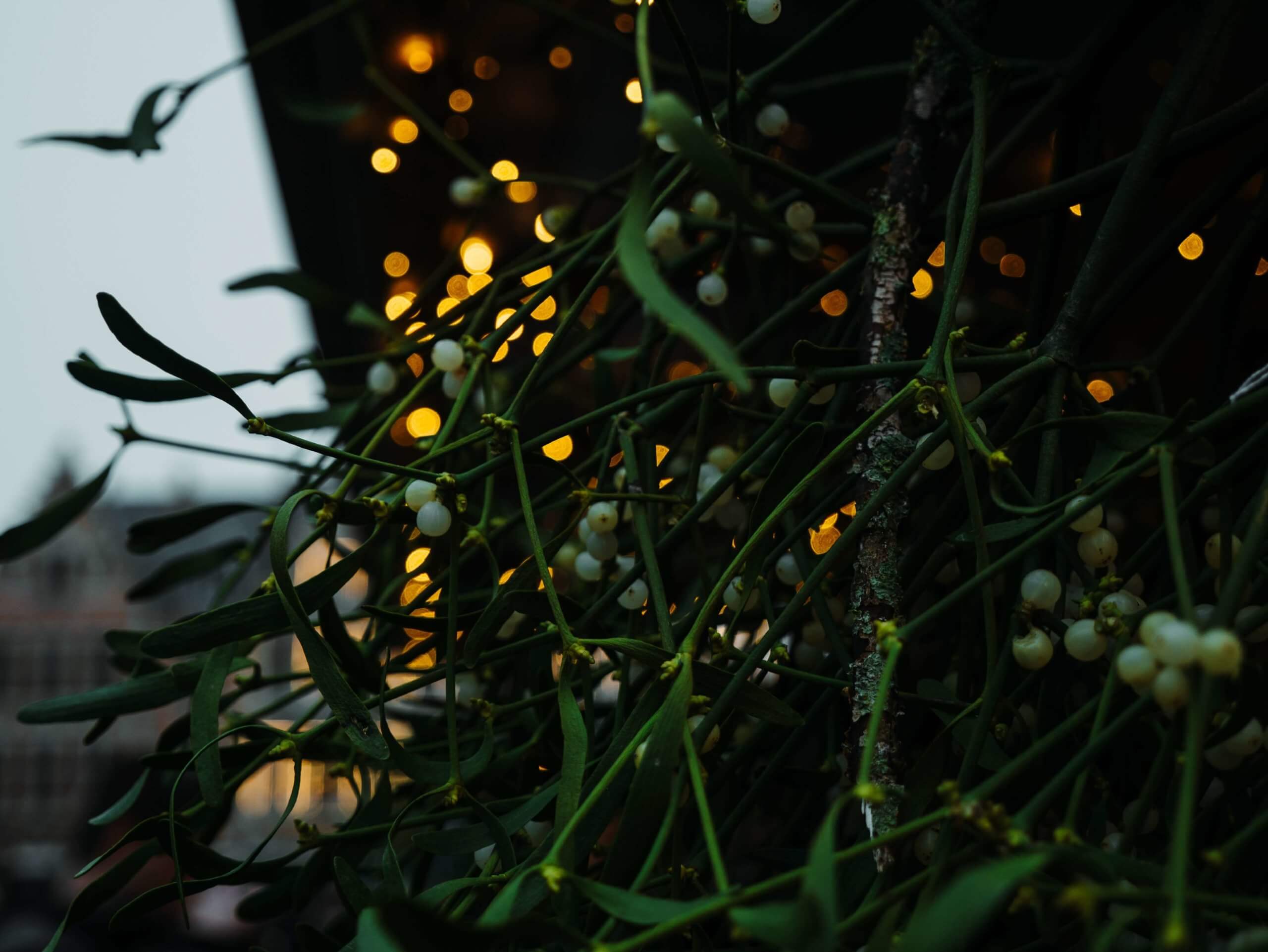 Mistletoe hanging near holiday lights