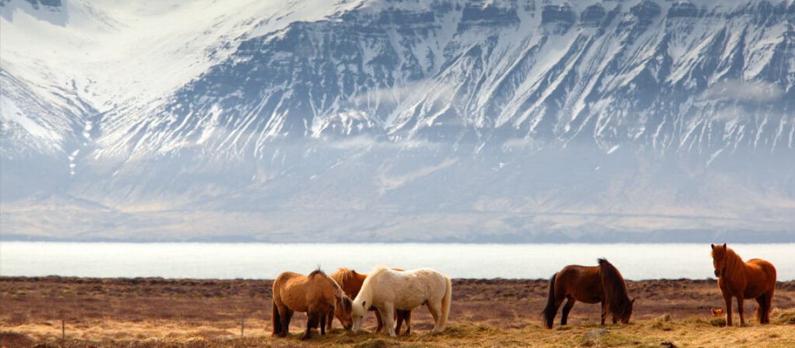 Article image of Iceland in 14-21 days